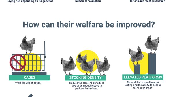 Infographic on welfare of broilers and laying hens on farm