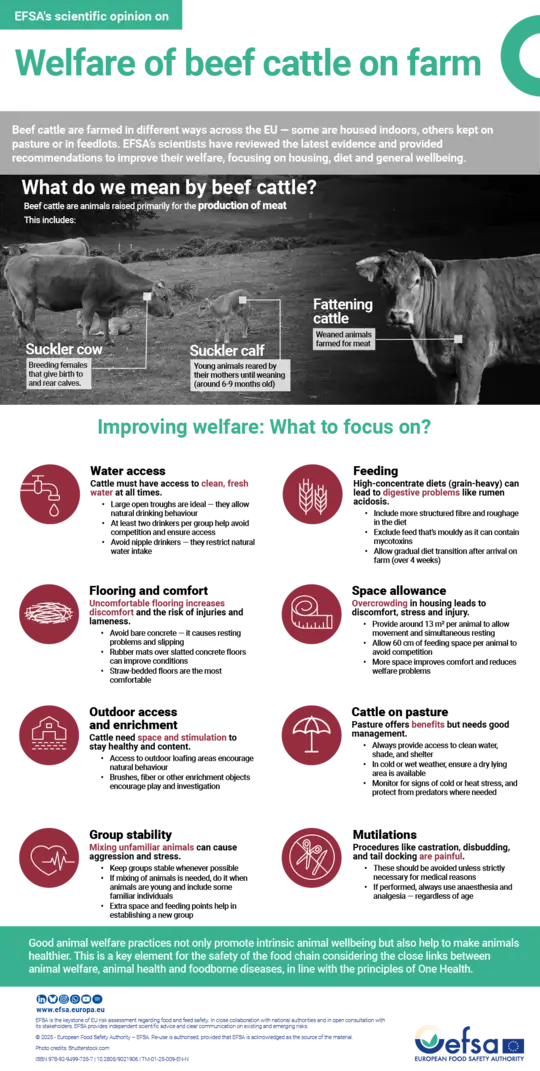 infographic welfare beef cattle farm