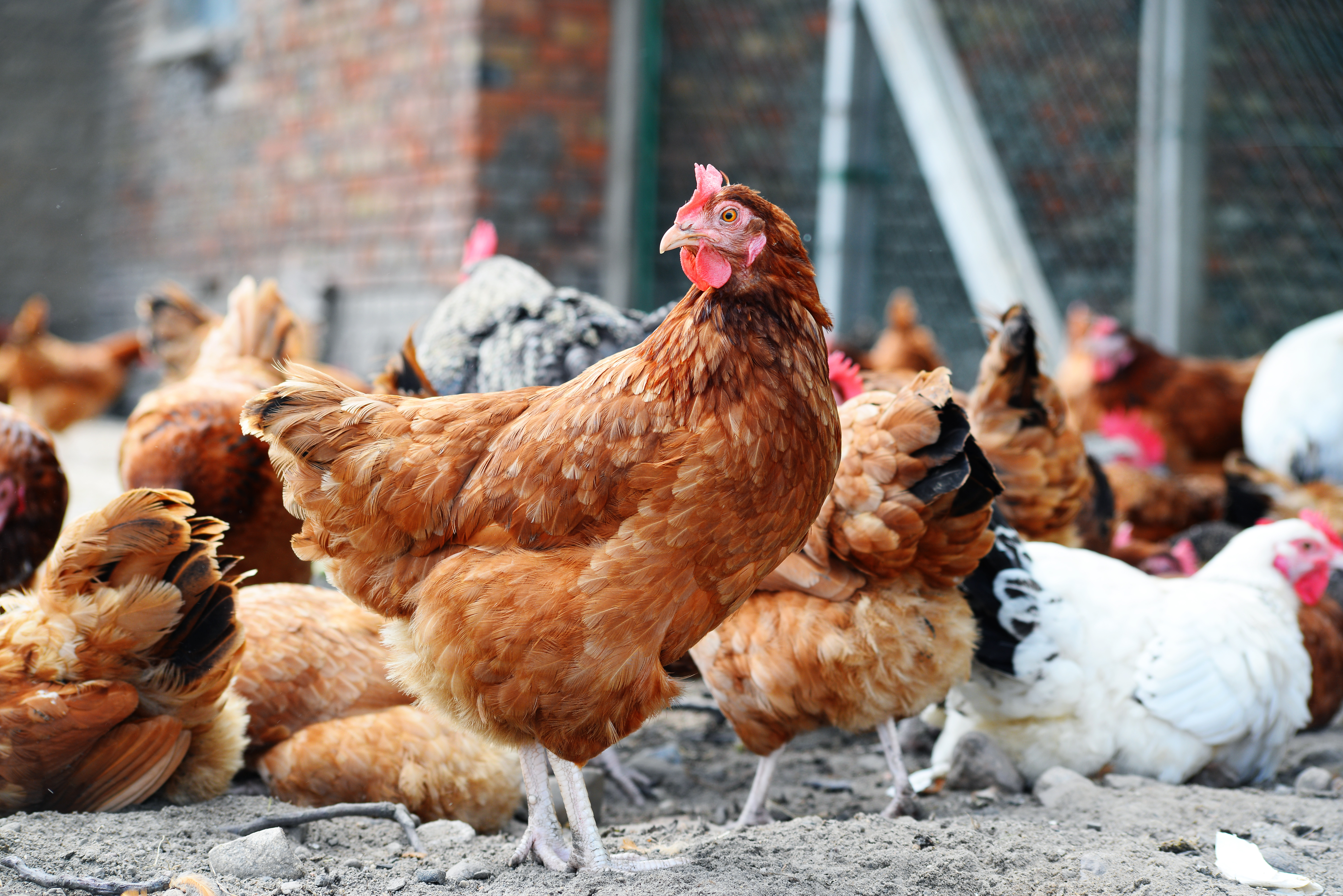 EFSA raccomanda alternative alle gabbie per migliorare il benessere di  polli da carne e galline | EFSA