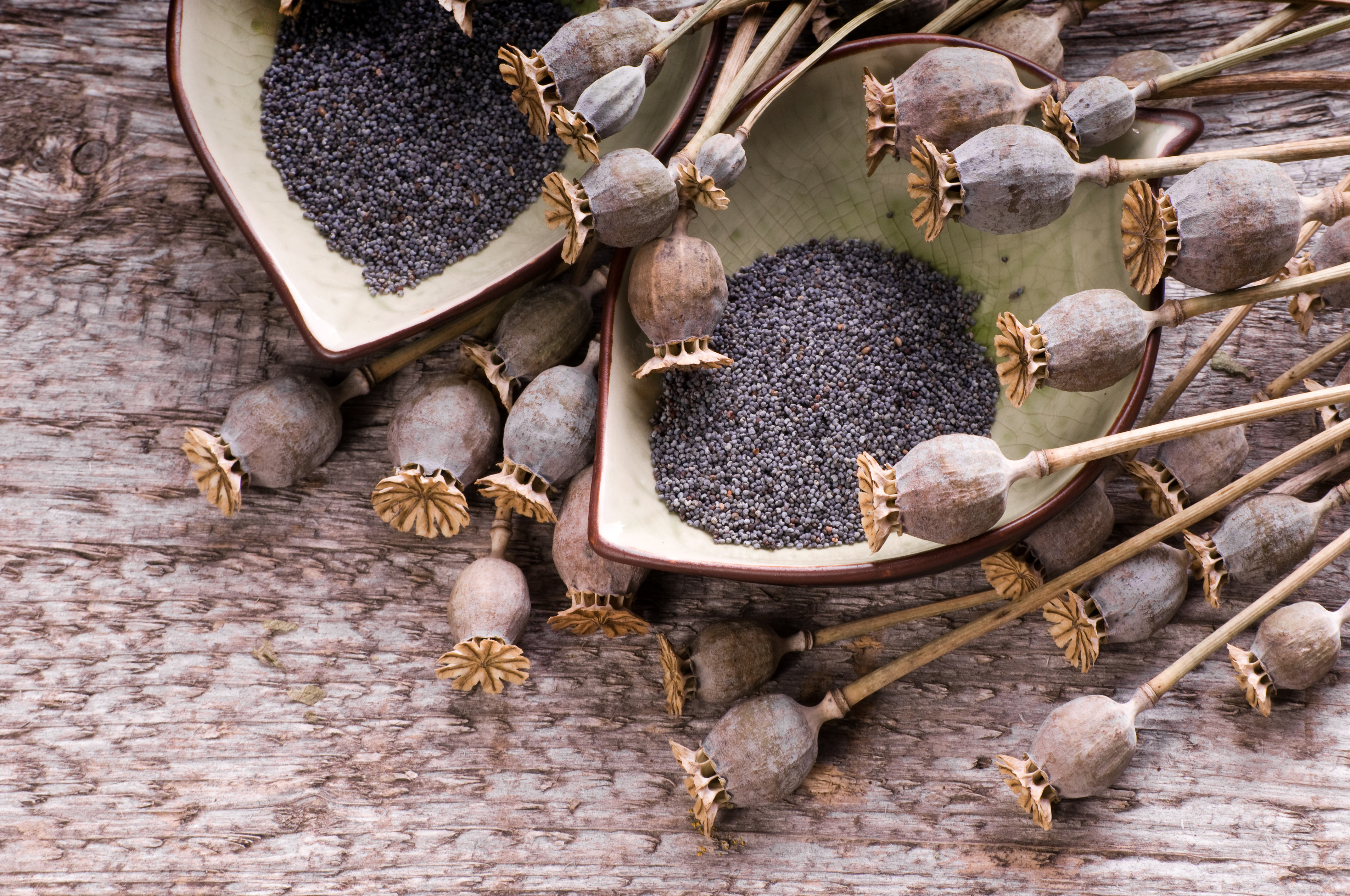Alcaloïdes de l'opium dans les graines de pavot : mise à jour de l