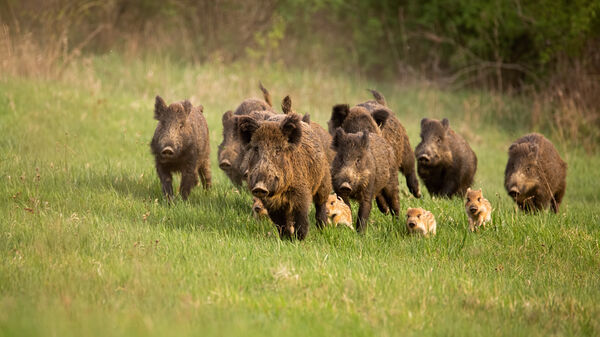 boars