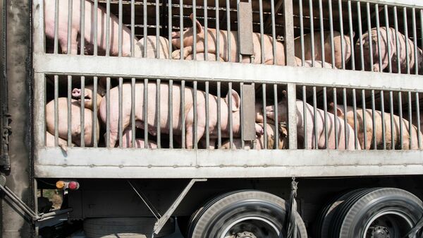 Plenty pigs in cages on the way during transport by truck to the slaughterhouse.