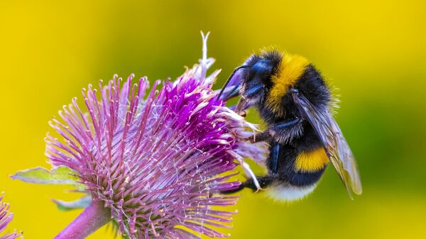 Bumble bee foraging