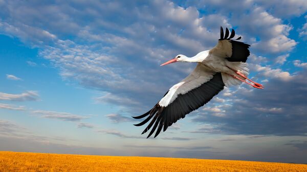 bird flying over a field