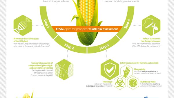 "Risk assessment of genetically modified plants" infographic