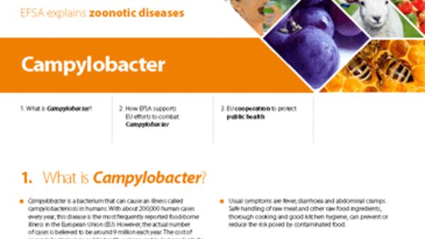 factsheet_thumb_campylobacter_en.png