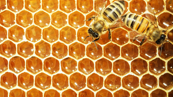 Close up view of working bees on honey cells