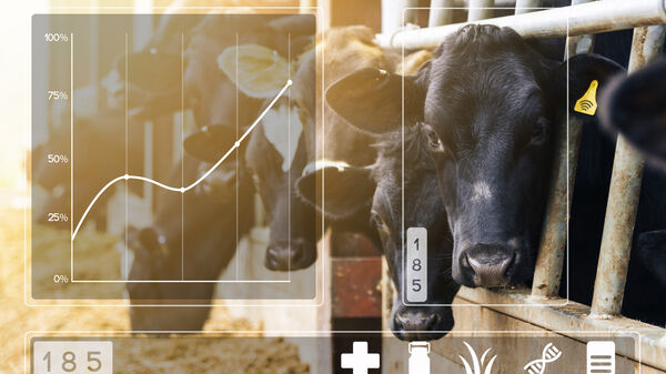 dairy cows feeding in a barn and data app display overlayed