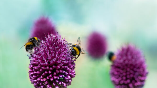 Bees on purple flowers