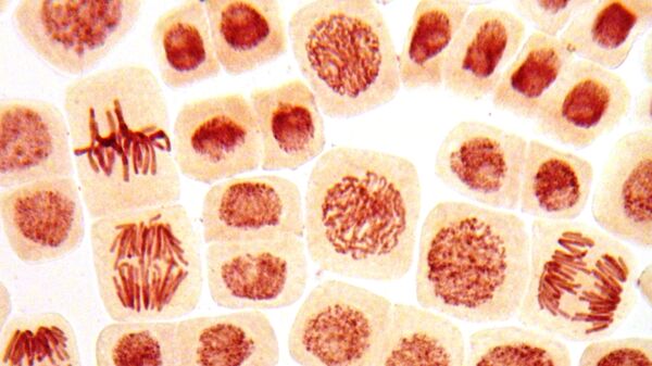Micro-photo of tissue under a microscope