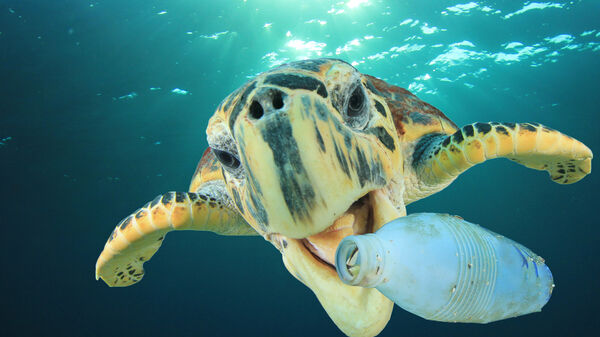 Sea Turtle eats plastic bottle