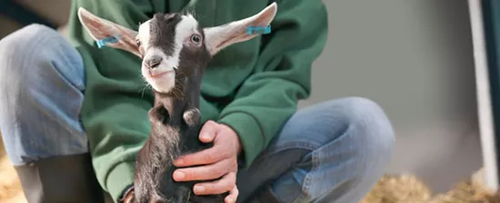 Lamb and animal health