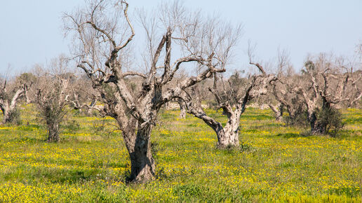 Olive trees affected by Xylella