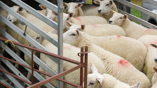 Flock of sheep being loaded on to a live animal transporter