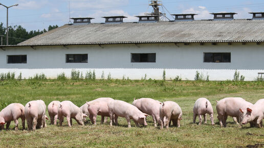 pigs outdoor