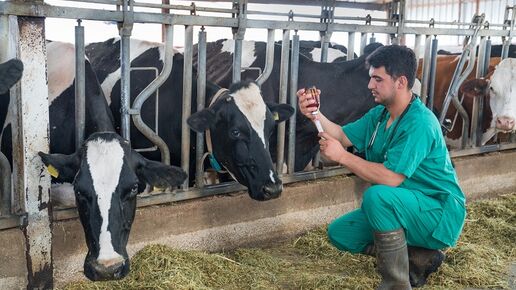 Cows and veterinarian