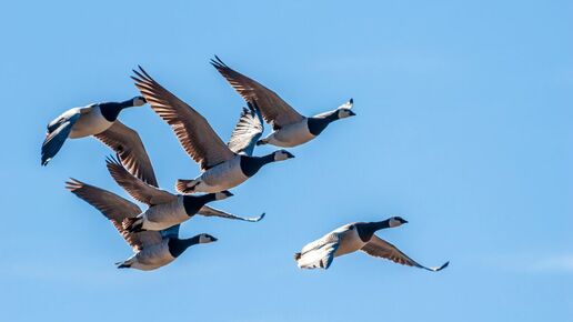 Barnacle Goose (Branta leucopsis) in Barents Sea coast