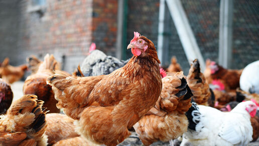 Chickens on traditional free range poultry farm