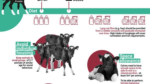 Infographic on welfare of calves on farm