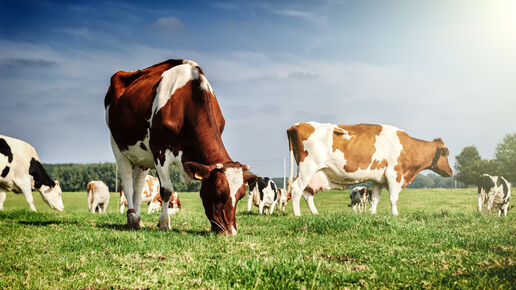 cows-on-a-field