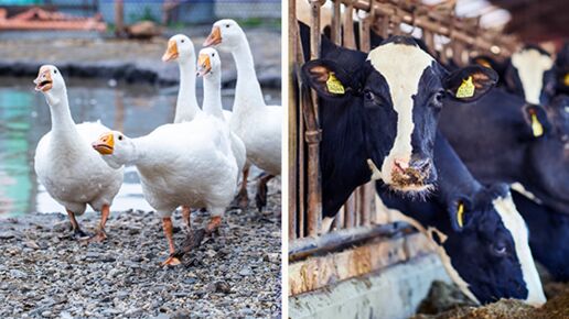 white geese on the farm on the left, and a group of milk cows on the right