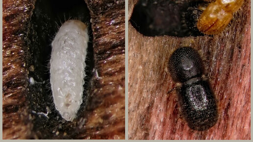 bark and ambrosia beetle