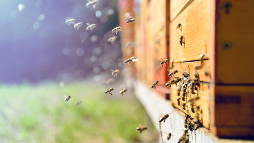 Close up of flying bees in front of a beehive