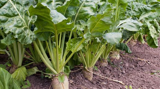 Beet field