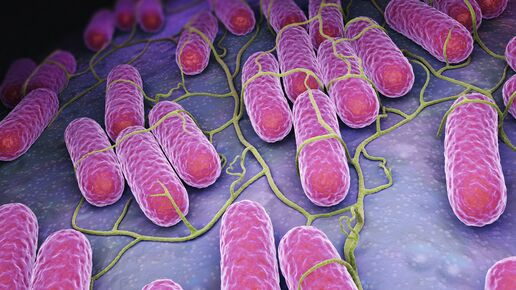 salmonella bacteria