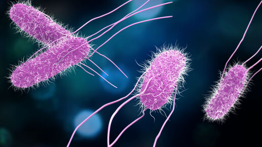 3D illustration of Salmonella Bacteria