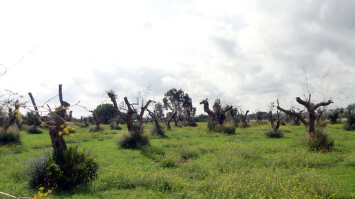Olive trees affected by Xylella Fastidiosa