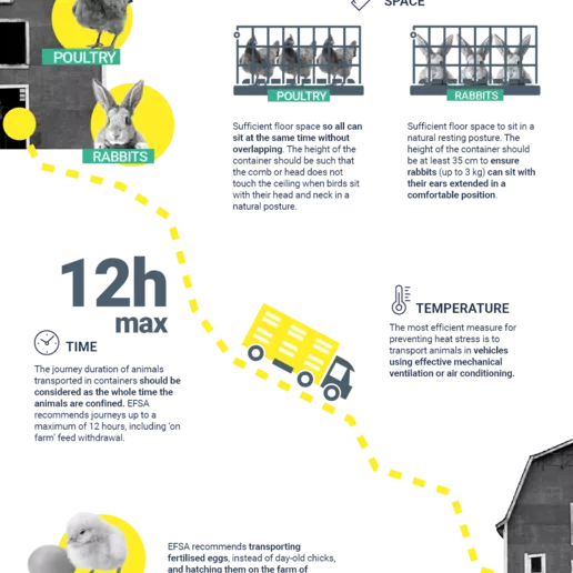 Infographic on animal welfare during transport