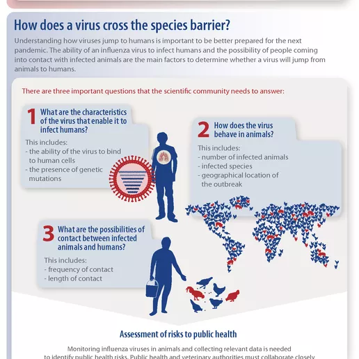Influenza Viruses infographic