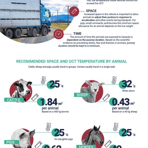 Infographic on animal welfare during transport