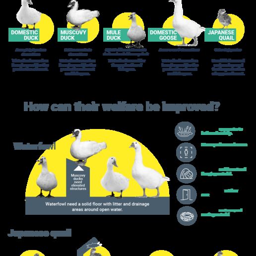Infographic on welfare of farmed ducks, geese and quail