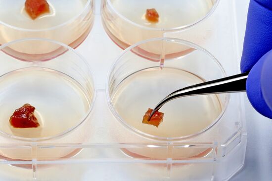 Cell culture-derived foods