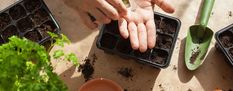 Two hands planting seeds in a tray with compartments, surrounded by gardening tools