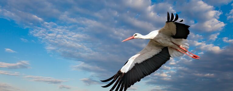 bird flying over a field