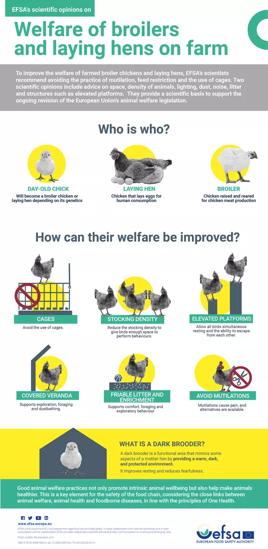 Infographic on welfare of broilers and laying hens on farm