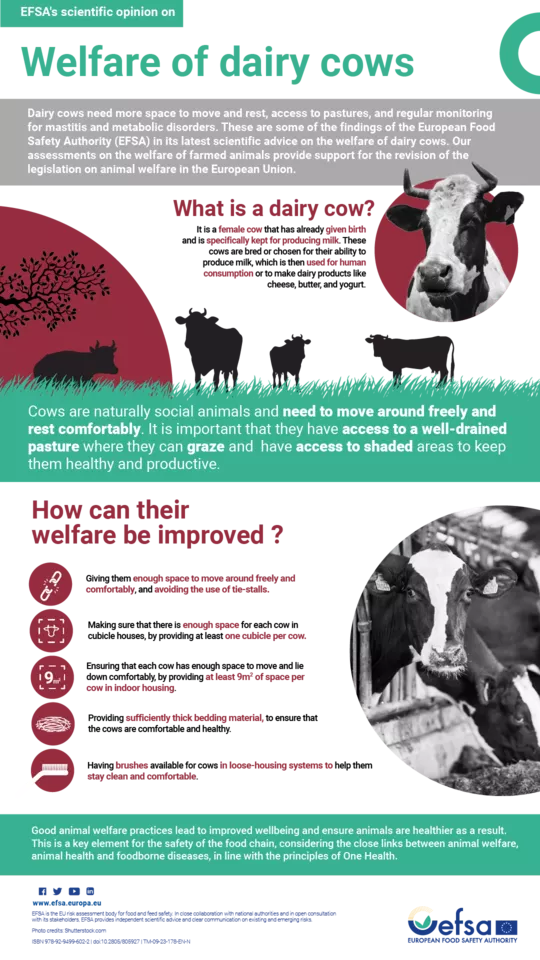 Infographic on animal welfare of diary cows