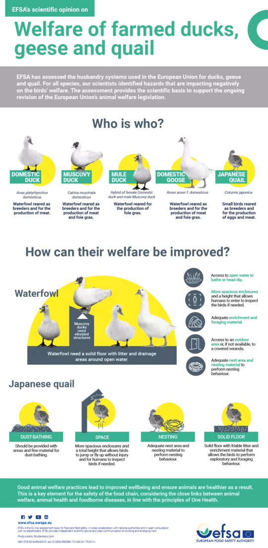 Infographic on welfare of farmed ducks, geese and quail