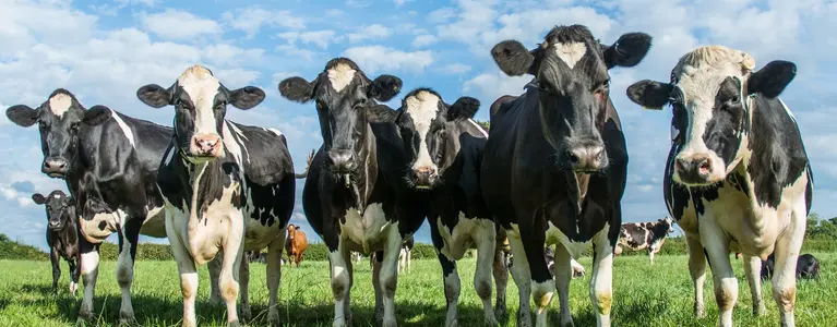 cows in a grass field