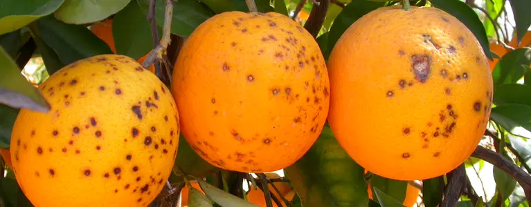 Hard spot symptoms caused by Phyllosticta citricarpa on sweet orange. Courtesy: Antonio Vicent