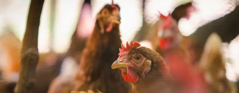 no bird flu campaign banner